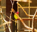 The plum headed parakeet, Psittacula cyanocephala, is a parakeet in the family Psittacidae