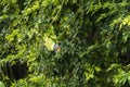 Plum headed parakeet or Psittacula cyanocephala portrait of a colorful parrot in natural green background at jim corbett national