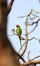 Plum headed parrot