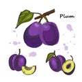 Plum illustration. Ink sketch of hand drawn plum, isolated on white background with shadows.