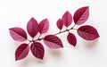 Plum Leaf Captured from the Top on White -Generative Ai