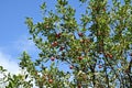 Plum-leaf crabapple Chinese crabapple ( Malus prunifolia ) fruits. Rosaceae deciduous tree. Royalty Free Stock Photo