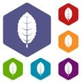 Plum leaf icons set hexagon