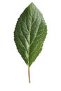 Plum leaf isolated