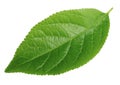 Plum leaf isolated on white Royalty Free Stock Photo