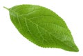 Plum leaf isolated