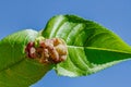 Peach leaf curl disease Royalty Free Stock Photo