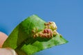 Peach leaf curl disease Royalty Free Stock Photo