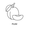 Plum line icon in vector, fruit illustration.