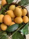 Plum mango on dark wooden background