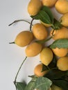 Plum mango on white background