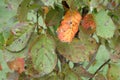 Plum moth disease- Grapholita funebrana