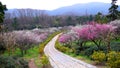 Plum mountain in Nanjing of China