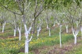 Plum orchard in bloom. Royalty Free Stock Photo