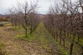 Plum orchard at late autumn, cloudy day, rural nature landscape Royalty Free Stock Photo