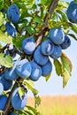 Plum Orchard Royalty Free Stock Photo