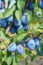 Plum Orchard Royalty Free Stock Photo