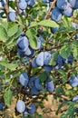 Plum orchard Royalty Free Stock Photo