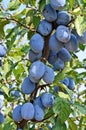 Plum orchard Royalty Free Stock Photo