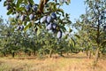 Plum orchard Royalty Free Stock Photo