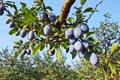 Plum orchard Royalty Free Stock Photo