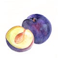 Plum painted with watercolor