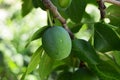 Plum paintings, fresh green plum pictures on the plum tree, Royalty Free Stock Photo