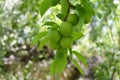 Plum paintings, fresh green plum pictures on the plum tree,