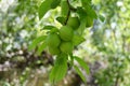 Plum paintings, fresh green plum pictures on the plum tree,