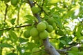 Plum paintings, fresh green plum pictures on the plum tree,