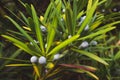Green branch of the plum pine in the park, close-up. Royalty Free Stock Photo