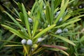 Green branch of the plum pine, close-up. Royalty Free Stock Photo