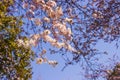 Plum pink flowers and blue sky bright background Osaka-jo park front. Select focus Royalty Free Stock Photo