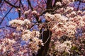 Plum pink flowers and blue sky bright background Osaka-jo park front. Select focus Royalty Free Stock Photo