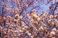 Plum pink flowers and blue sky bright background Osaka-jo park front. Select focus Royalty Free Stock Photo