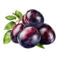 Plum. Realistic close-up illustration of fresh fruit, isolated on white background. Generative AI