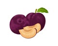 Plum. Ripe purple plum. Fresh sweet plum. Ripe juicy plum berry in the section. Vegetarian organic product. Vector