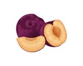 Plum. Ripe purple plum. Fresh sweet plum. Ripe juicy plum berry in the section. Vegetarian organic product. Vector