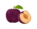 Plum. Ripe purple plum. Fresh sweet plum. Ripe juicy plum berry in the section. Vegetarian organic product. Vector