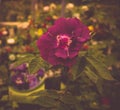 Plum Rose in the Garden, scandinavian style home decoration Royalty Free Stock Photo