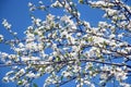 PlumÃÂ´s White Flowers Blooming Tree Royalty Free Stock Photo