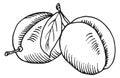 Plum sketch. Sweet garden fruit pair engraving