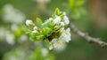 Plum spring flower blossom growing Prunus domestica tree orchard homegrown, wind in branches and leaves bloom garden Royalty Free Stock Photo