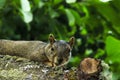 Fox Squirrel Rests on Plum Tree Branch