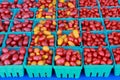 Plum Tomatoes Royalty Free Stock Photo