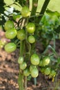 Plum tomatoes on its vine