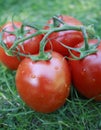 Plum Tomatoes on vine