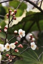 Plum blossomÃ¯Â¼ËArmeniaca mume f. simpliciflora T. Y. ChenÃ¯Â¼â°
