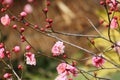 Plum blossomÃ¯Â¼ËArmeniaca mumef.rubriflora T. Y. ChenÃ¯Â¼â°