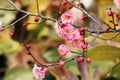 Plum blossomÃ¯Â¼ËArmeniaca mumef.rubriflora T. Y. ChenÃ¯Â¼â°